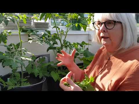 Tomattips 11, Tjyva tomater, varför och hur