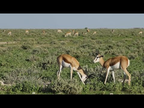 Springbok Antelopes On Etosha Plains | Stock Footage - Videohive