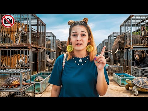 Nos Infiltramos en el Tráfico Ilegal de Animales en Tailandia 🐒