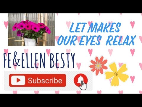 Let Makes Our Eyes Relax with this Lovely Flowers @Netanya Israel