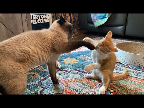 Kitten Can’t Control Himself On Catnip 😂