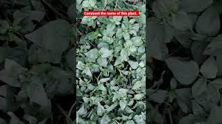 Identify the Plant ? | Plant Recognition & Facts