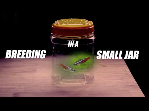Breeding Neon Tetras in a Small Jar Part 1