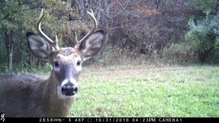 The Rut Begins Trail Cam Video Clips 2016 Whitetail Buck