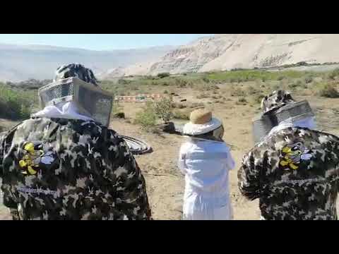 Apicultura Biodinámica 2