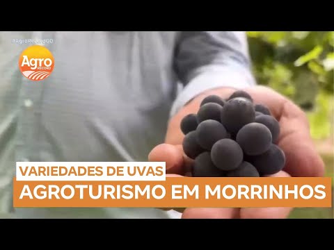 Sítio em Morrinhos (GO) proporciona degustação de uvas e vinhos