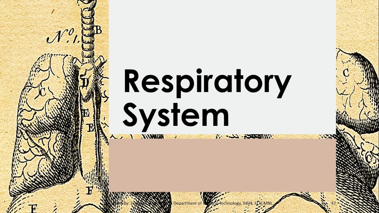 Basic Anatomy & Physiology 15 | RESPIRATORY SYSTEM   Reference   Seeley's