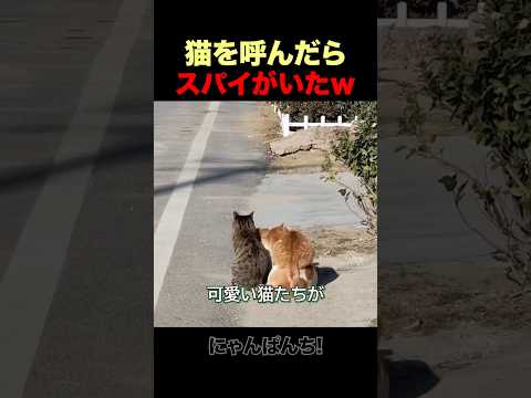 猫3匹だと思って呼んだら…まさかの正体w