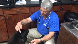 Another Dog With Neurological Problems