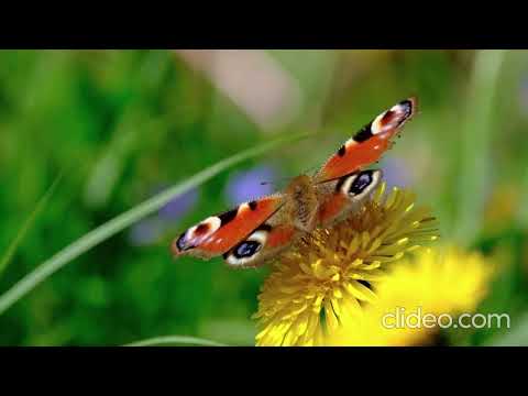 Shubhro Das Zindagi Se Chura Ke Cover Song 