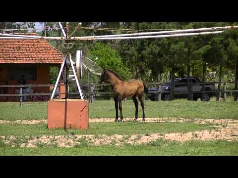 Caretana e Cohiba Buena Vista 1