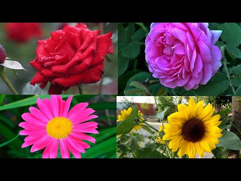 The Most Beautiful Flowers Collection 8K ULTRA HD /# 8K TV|Flower Blooming Time Lapse