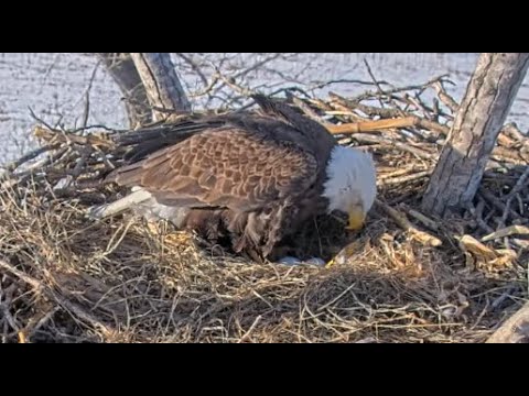 Live webcam view of Bald Eagle Nest in a Cottonwood Tree
