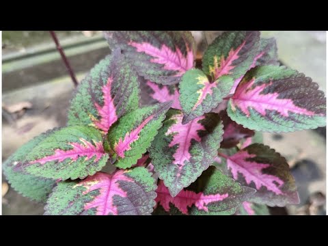 flowers plants and trees channel 🌱