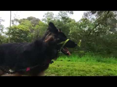 German Shepherd walking with Insta360 X3