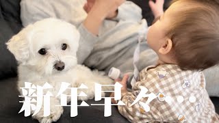 兄犬と赤ちゃんの近況と1ヶ月活動休止の理由について…【マルプー×生後10ヶ月】
