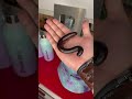 gigantic insects ! #bug #insect #animals #shortswithzita #rock_n_insectes - Rock_ n_insectes gigantic insects ! #bug #insect #animals #shortswithzita #rock_n_insectes