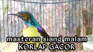 Download lagu kolibri kelapa | manggar | wiceh | masteran siang malam korlap gacor mp3
