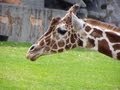 Take A Walk With Me At The Detroit Public Zoo