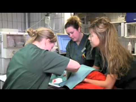 Veterinär Göteborg Blå Stjärnans Djursjukhus AB