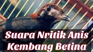 Download lagu Suara Anis Kembang Betina Nritik Ngleper mp3