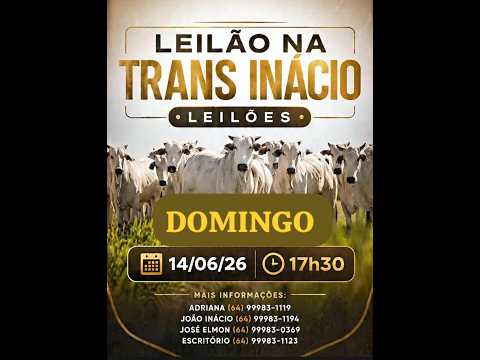 Leilão de Gado em MORRINHOS-GO, 21/06/2026  TransInácio Leilão - 18:00 Hs - Presencial e virtual.