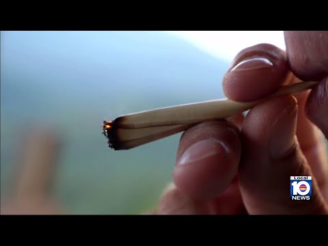 Probe launched by DeSantis administration into marijuana referendum petitions in Broward County