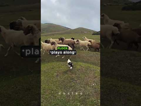 First Time Herding, Is He Doing Great? 💯