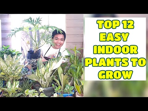 , title : 'TOP 12 EASY INDOOR PLANTS TO GROW, CARE TIPS and Suppliers Vlog 33 by marckevinstyle'