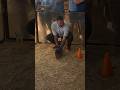 Armadillo racing - who knew? #texas #armadillos #shortsvideo #shorts #vlog