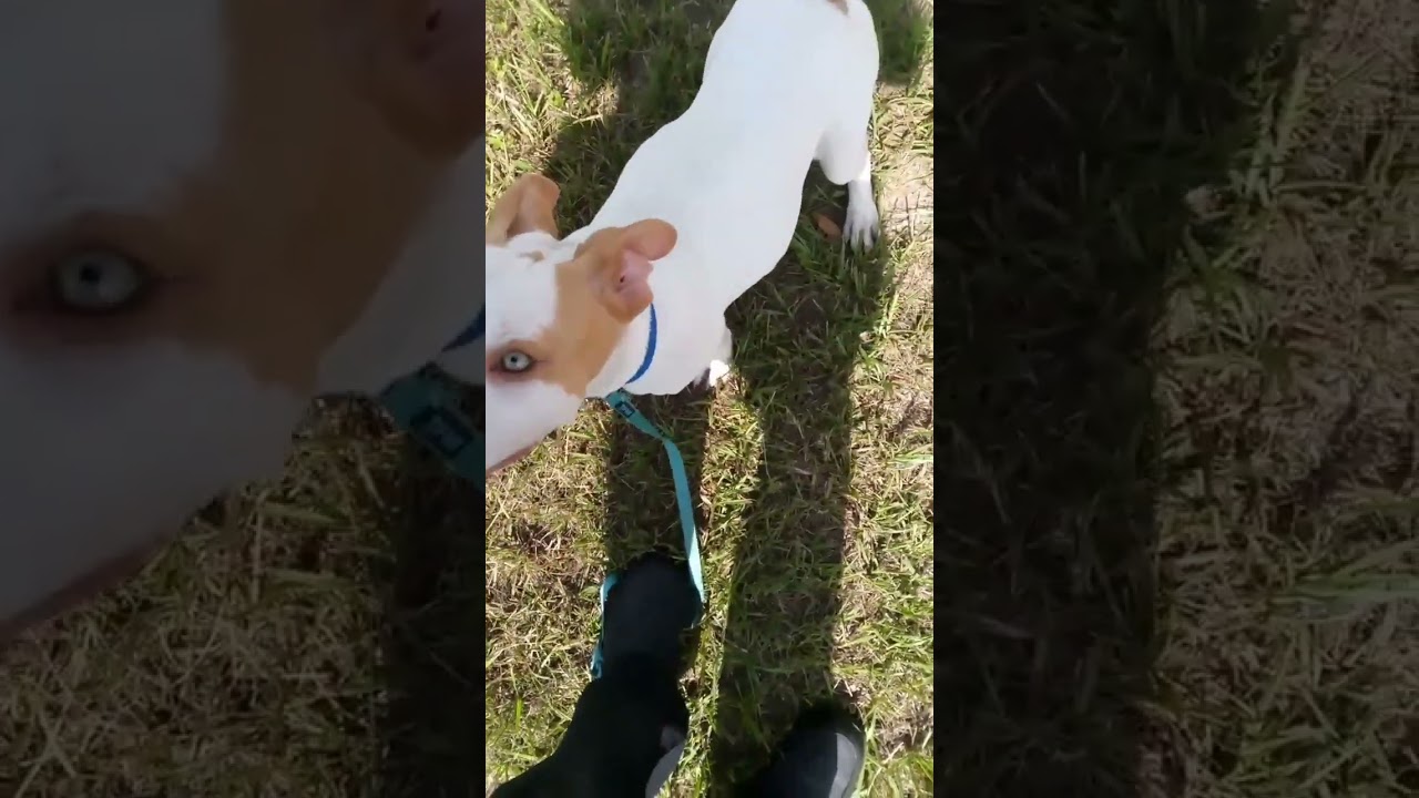 Enlarge Timmy, a Adoptable mixed breed in Crescent City, FL video 6/6
