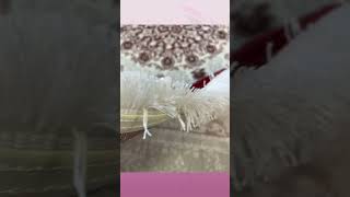 Video YouTube