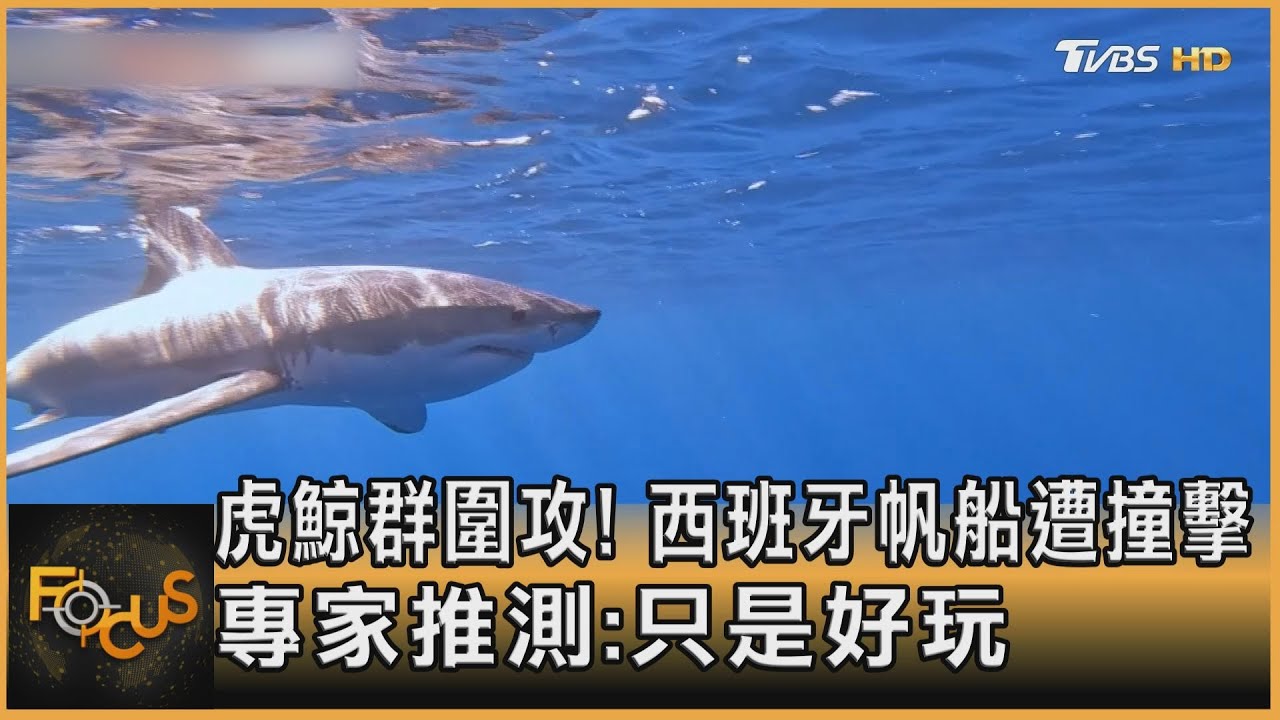 虎鯨群圍攻!西班牙帆船遭撞擊 專家:應只是好玩