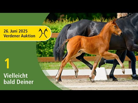 No. 1 Vielleicht bald deiner by Venturo - Livaldon | Verden Auction Online - foals - June, 26th