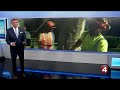 City to remove thousands of dead trees