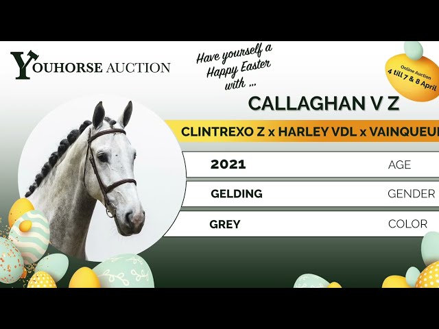 Callaghan V Z