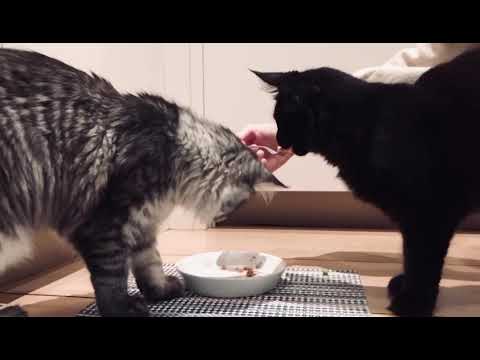 How (NOT) to train your kittens to eat. Maine coon kittens