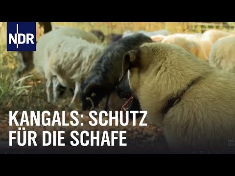 , title : 'Kangals: Bodyguards für Schafe | NaturNah | NDR Doku'