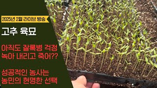 2025년 고추 육묘의 시작!!! 벌써 잘록병이 문제야?