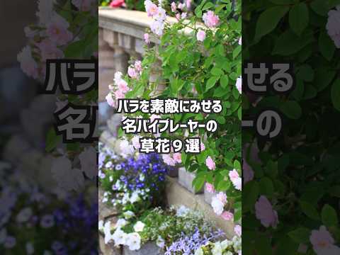 バラの茂みにあるヒルガオを自然に取り除く方法は？この 4 つの動作が彼の最大の敵です。  庭園