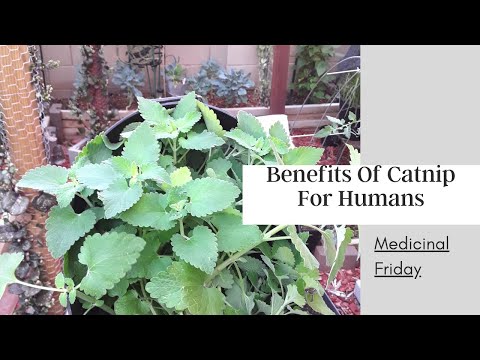 How To Naturally Stop A Fever - Health Benefits of Catnip for Humans - Medicinal Friday