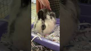 Jersey Wooly Rabbits Videos