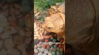 Download lagu Suara kura-kura kenyang 🐢❤️ mp3 Download lagu Suara kura-kura kenyang 🐢❤️ mp3