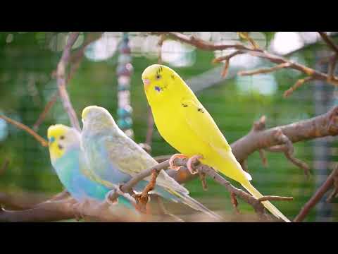 Parakeet Chirping ASMR – No Music, Just Birds 🎧