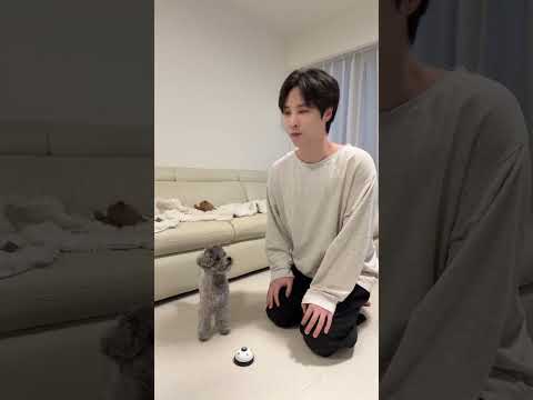 韓国人夫の真似をする天才犬www #shorts