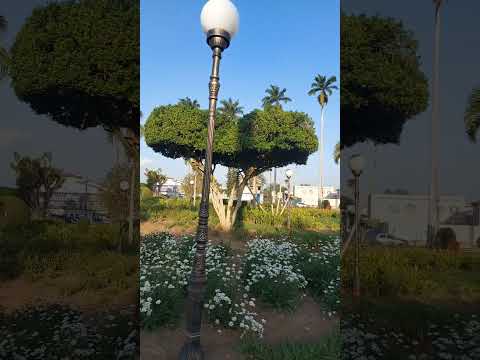Amargosa bahia #nature