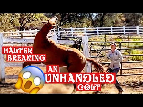 YouTube video about: How to halter break an unhandled horse?