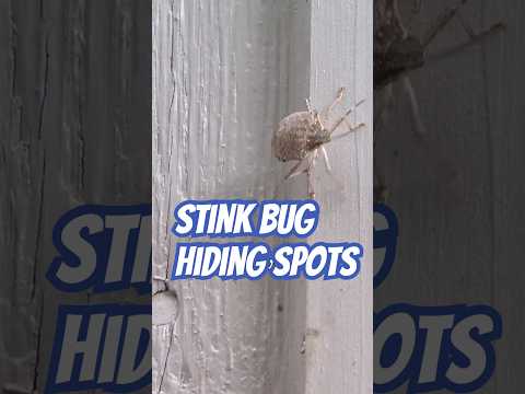 Find Stink Bugs Before They Take Over Your House! | DoMyOwn.com