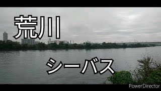 荒川　シーバス2020.11.10　戸田橋付近　ワンバイトノーフィッシュ!