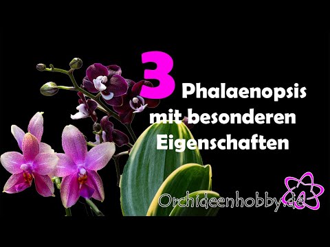 , title : '🌺🌺🌺 Drei Phalaenopsis mit besonderen Eigenschaften 🌺🌺🌺 www.Orchideenhobby.de'